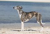 WHIPPET 310